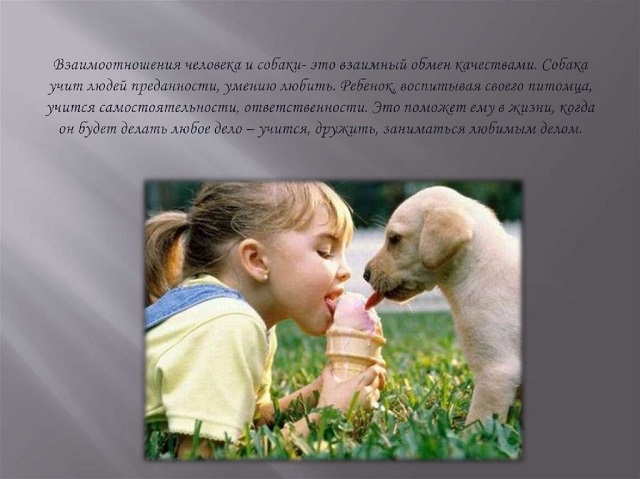 gum otnosh k sobakam 2022